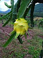 ลดราคาถูกพิเศษ เมล็ดแก้วมังกรเหลืองอิสราเอล yellow Dragon Fruit From Israel แก้วมังกรสีเหลือง แก้วมังกร Dragon fruit ผลไม้ หายาก ฟรุตสลัด 75 เมล็ด