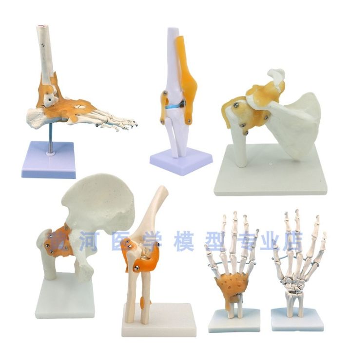model-of-human-knee-joint-shoulder-joint-elbow-joints-feet-hip-joints-model-1-1-bones