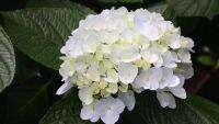 20 เมล็ด เมล็ดไฮเดรนเจีย Hydrangea Seeds สีขาว ไฮเดรนเยียสายพันธุ์ฝรั่งเศส  อัตราการงอก 70-80%  ปลูกในกระถางได้