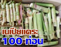 พันธุ์หญ้าเนเปียแคระ บรรจุ 100 ท่อน