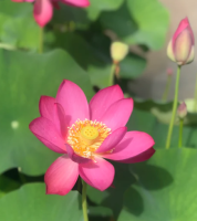 10 เมล็ดบัว สายพันธุ์ Slim Red Fingers Lotuses Flower Seeds สีบานเย็น บัวหลวงนอก บัวสาย บัวไหว้พระ ดอกใหญ่ ประดับบ้าน ตกแต่งสวน