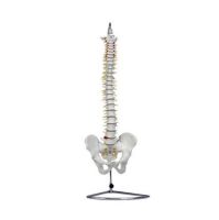 1:1 model of lumbar spine lumbar spine naturally greatly attached to the pelvis  half his leg model 1 spinal model
