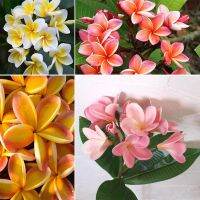 30 เมล็ดพันธุ์ Garden Seeds เมล็ด.ลั่นทม หรือ ลีลาวดี สายพันธุ์แคระ Frangipani Plumeria Seed นำเข้าจากฮาวาย อัตราการงอกสูง 80-85%