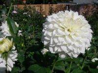 1 หัว/ออเดอร์ รักเร่ Dahlia Bulb สายพันธุ์ Gitt’s Attention หัวรักเร่ ดอกไม้ หัวหน่อ เหง้า นำเข้า เนเธอร์แลน หัวสดใหม่