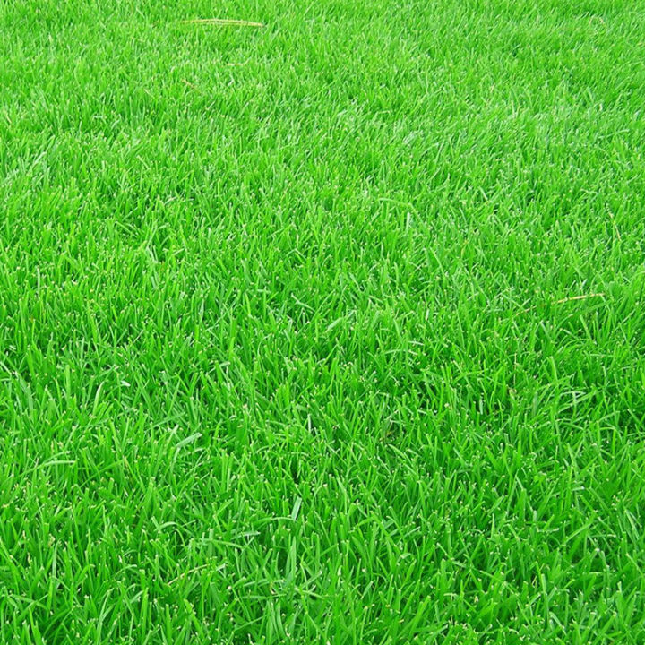 เก็บเงินปลายทาง-cod-เมล็ดพันธุ์แท้100-200-แคปซูลต่อแพ็ค-perennial-lawn-grass-plant-seeds-เมล็ดพันธุ์-ต้นไม้ประดับ-ไม้ประดับ-เมล็ด-ต้นไม้ตกแต่ง-plants-ของแต่งสวน-แต่งสวน-อุปกรณ์แต่งสวน-อัตราการงอกสูง-ป