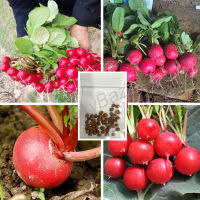 เมล็ดแรดิช เมล็ดหัวผักกาด 50เมล็ด หัวผักกาดฝรั่ง หัวผักกาดแดง [10แถม1] Radish Seed