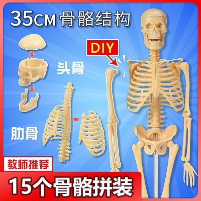 Human skeleton model skeleton medical simulation human body structure teaching children remove systemic small mini spine