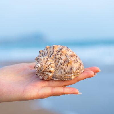 （READYSTOCK ）🚀 Pure Natural Boutique Local Conch Wrinkled Rock Conch Large Shell Ornament Decoration Cloth Scenery Shooting Fish Tank Marine Landscape YY