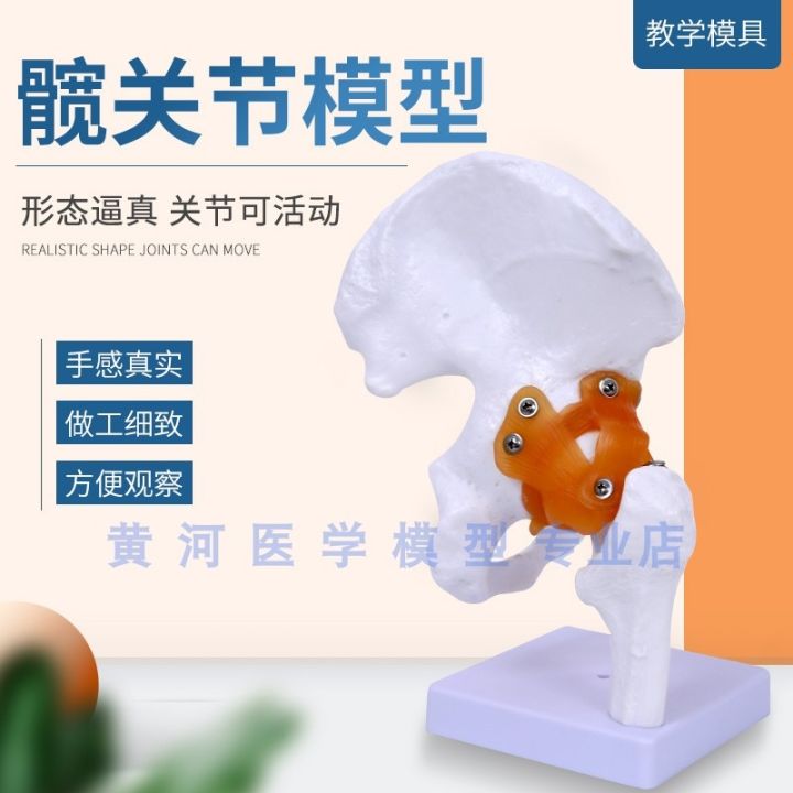 model-of-human-knee-joint-shoulder-joint-elbow-joints-feet-hip-joints-model-1-1-bones