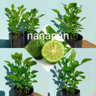 ( PRO+++ ) โปรแน่น.. มะกรูด(9-10ต้น/3 ถุงดำ) ต้นกล้ามะกรูด ต้นกล้า Bergamot seedlings (สินค้าพร้อมส่ง) ราคาสุดคุ้ม พรรณ ไม้ น้ำ พรรณ ไม้ ทุก ชนิด พรรณ ไม้ น้ำ สวยงาม พรรณ ไม้ มงคล