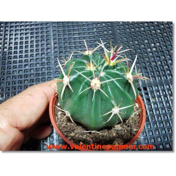 pro-โปรแน่น-ferocactus-latispinus-เพชร-ราคาสุดคุ้ม-พรรณ-ไม้-น้ำ-พรรณ-ไม้-ทุก-ชนิด-พรรณ-ไม้-น้ำ-สวยงาม-พรรณ-ไม้-มงคล