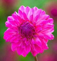 1 หัว/ชุด รักเร่ Dahlia Bulb สายพันธุ์ SWEET LADY หัวรักเร่ ดอกไม้ หัวหน่อ เหง้า นำเข้า เนเธอร์แลน หัวสดใหม่