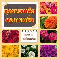 ชุดรวมเมล็ดดอกบานชื่นคละสี สีส้ม สีชมพู สีม่วง สีขาว สีเหลืองและสีแดง เมล็ดพันธุ์แท้ อัตรางอกสูง (แถม 1 ซอง)