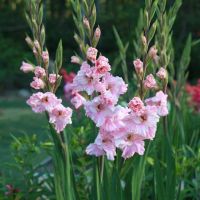 10 หัว แกลดิโอลัส (Gladiolus) หรือดอกซ่อนกลิ่นฝรั่ง สีชมพู เป็นดอกไม้แห่งคำมั่นสัญญา ความรักความผูกพัน