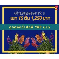 Woww สุดคุ้ม เซตกล้วยไม้ สกุลมอคคาร่าเซต 15 สี 15 ต้นติดดอกสมบูรณ์ แข็งแรง ออกดอกสวยตลอดปี ราคาโปร พรรณ ไม้ น้ำ พรรณ ไม้ ทุก ชนิด พรรณ ไม้ น้ำ สวยงาม พรรณ ไม้ มงคล