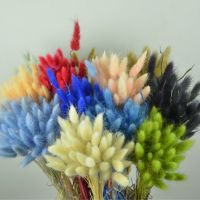 【cw】50pcs Natural Dried Flower Bunny Tail Pampas Grass Bunch Real Bouquet Diy Home Wedding Decor