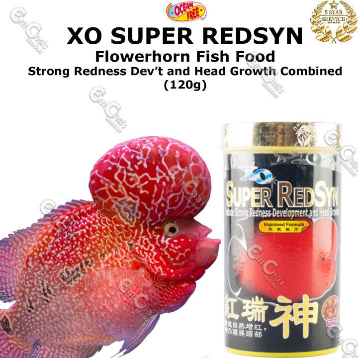 How Much Flowerhorn Fish In Philippines Best Flower Site