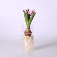 【YF】∋◐❐  Glass Vase Hydroponic Holder Bud for Small Flowers