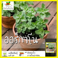 เมล็ดพันธุ์ ออริกาโน 500 เมล็ด Oregano เมล็ดพันธุ์แท้ นำเข้าจากต่างประเทศ พืชผัก สวนครัว ปลูกง่าย โตไว