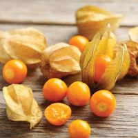 เมล็ดแคปกูสเบอรี่ - Cape gooseberryหรือโทงเทงฝรั่ง บรรจุชุดละ150เมล็ด ราคา60บาท