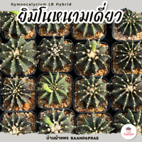 ยิมโนหนามเดี่ยว Gymnocalycium LB Hybrid ยิมโน ไม้อวบน้ำ Cactus&amp;Succulent