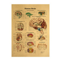 【H169】New Model Human Body Image-brain Kraft Paper Retro Poster Classroom Museum Wall Decoration Painting