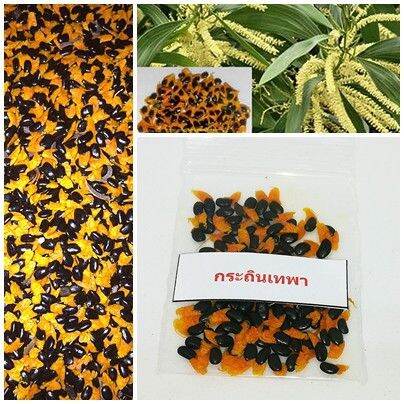100-เมล็ด-เมล็ดพันธุ์-กระถินเทพา-acaacia-mangium-willd-จัดเป็นไม้โตเร็วที่อยู่ในพืชตระกูลถั่ว-มีถิ่นกำเนิดที่ประเทศปาปัวนิวกินี-ออสเตรเลีย-อินโดนีเซีย