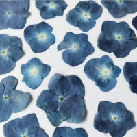 . . .30pcs Pressed Blue Series Dried Hydrangea Macrophylla Flower Plants Herbarium For Jewelry Phone Case Bookmark Making DIY ！