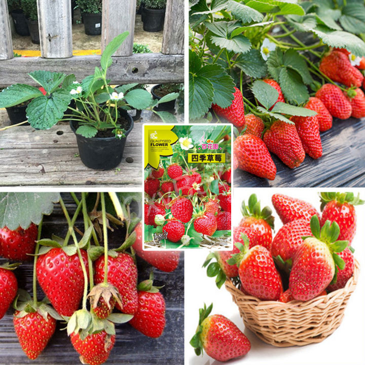 เมล็ดสตรอว์เบอร์รี-200เมล็ด-strawberry-เมล็ดสตรอเบอรี่สีแดง