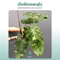 ฟิโลจอนบรูโน่ Philodendron jose buono variegated ไม้เนื้อเยื่อ ไม้เพาะเนื้อเยื่อ