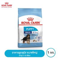 นาทีทอง ส่งฟรี Royal canin Maxi Puppy อาหารลูกสุนัข ขนาดใหญ่ อายุ 2-15 เดือน 1 กิโลกรัม