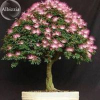 เมล็ดพันธุ์ ต้นทิ้งถ่อน บอนไซแคระ albizia 10 เมล็ด เมล็ดพันธุ์นำเข้าจาก อังกฤษ เมล็ดเพาะปลูก