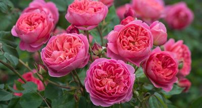 30 เมล็ด เมล็ดพันธุ์ Renowned Rose Grower David Austin สายพันธุ์อังกฤษ ดอกกุหลาบ นำเข้าจากอังกฤษ ดอกใหญ่ พร้อมคู่มือปลูก English Rose seed