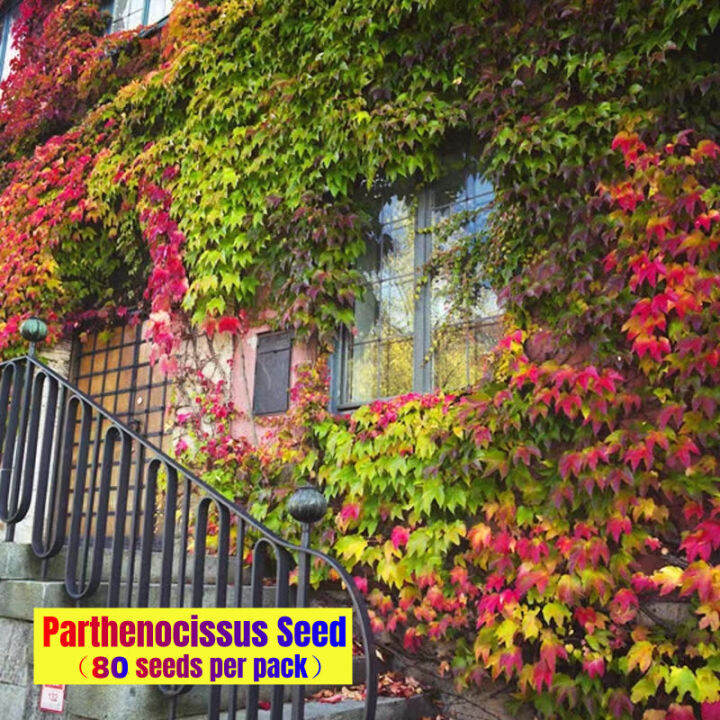 [Easy To Grow In The Philippines] 80pcs Climbing Vine Parthenocissus
