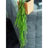 ( Pro+++ )++ Rhipsalis – ริปซาลิสสายฝน ไม้อวบน้ำเป็นสกุลเดียวกับเพชร ราคาดี ต้นไม้ ฟอก อากาศ กระถาง ต้นไม้ ไม้ ประดับ ต้นไม้ ปลูก ใน บ้าน