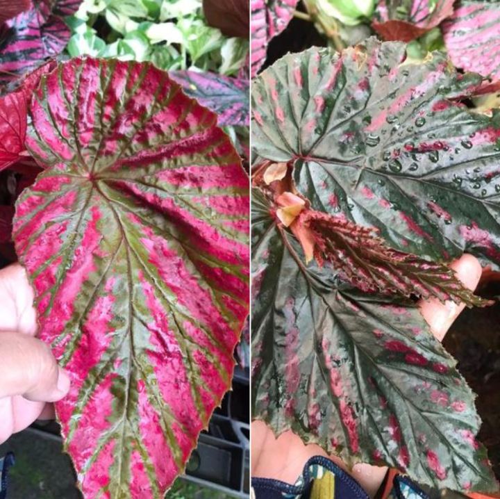 Pokok Begonia Brevirimosa | Lazada