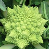 เมล็ดพันธุ์ กะหล่ำดอก เจดีย์ (Romanesco Cauliflower Seed) บรรจุ 200 เมล็ด คุณภาพดี ราคาถูก ของแท้ 100%