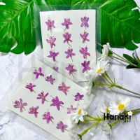 【พร้อมส่ง】ดอกผีเสื้อสีชมพูทับ (Butterfly flower)ดอกไม้จริงทับแห้ง ดอกไม้ทับแห้ง Pressed Flowers?