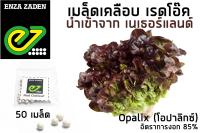 เมล็ดพันธุ์ ผักสลัด เรดโอ๊ค (แบบเคลือบ) นำเข้าจากเนเธอร์แลนด์ อัตราการงอก 85%