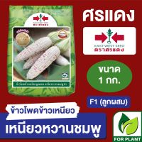 เมล็ดพันธุ์ ผักซอง ศรแดง ข้าวโพดข้าวเหนียว เหนียวหวานชมพู บรรจุ 1 กิโลกรัม