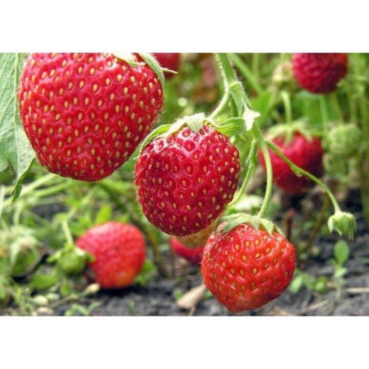 strawberry red manis lowland 50 seeds (not live plants) | Lazada PH