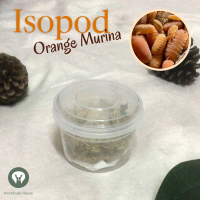 กระปุก Isopod Orange Murina ไอโซพอดแมนดาริน น้องส้ม ? แถมอาหารน้อง