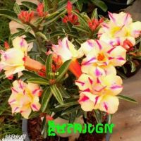 10 เมล็ด เมล็ดพันธุ์ ชวนชม สายพันธุ์ไต้หวัน ดอกสีส้ม Adenium Seed กุหลาบทะเลทราย Desert Rose ราชินีบอนไซ อัตราการงอก 80-90% มีคู่มือปลูก