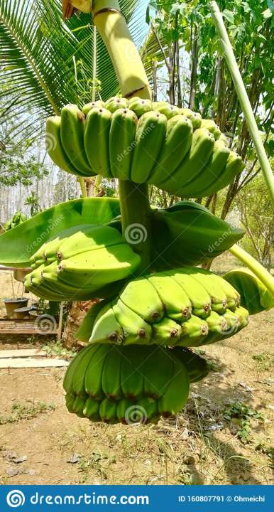 ต้นกล้วยเทพพนม-ลูกละ-99-บาท