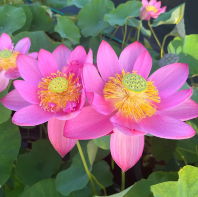 5 เมล็ด บัวนอก บัวนำเข้า บัวสายพันธุ์ Beijing Temple of Heaven LOTUS สีชมพู บานเย็น สวยงาม ปลูกในสภาพอากาศประเทศไทยได้ ขยายพันธุ์ง่าย เมล็ดสด