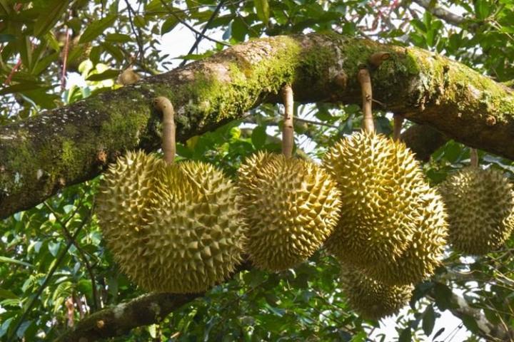 ทุเรียนหมอนทอง-ต้นกล้าทุเรียนไทย-สูง-60-80-ซม-ทุเรียนสุดอร่อย-ผลไม้เพียบ