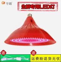 LED โคมไฟสด, โคมไฟหมู, ผักตุ๋น, โคมไฟอาหารปรุงสุก, โคมไฟผักและผลไม้, ซูเปอร์มาร์เก็ต, เนื้อเย็น, อาหารทะเล, ขายโคมไฟเนื้อ .