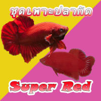 ชุดเพาะปลากัด ซุปเปอร์เรด ผู้-เมีย พร้อมรัด HMPK (Super Red female-male) พร้อมส่งมีประกัน