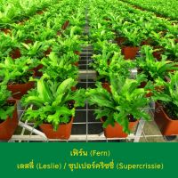 จัดโปร ต้นเฟิร์นเลสลี่ เฟิร์นเลสลี่ (Asplenium antiquum Leslie) Leslie Fern หรือ ซุปเปอร์คริซซี่ กระถาง 5 นิ้ว (ราคารวมส่ง) ลดราคา ต้นไม้ ต้นไม้มงคล ต้นไม้ฟอกอากาศ พรรณไม้