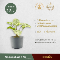 ต้นออมเงิน (1") Syngonium Moonlight/ silver pearl ไม้มงคลเสริมดวง เลี้ยงน้ำได้ ต้นไม้มงคลสวยๆ ต้นไม้ประดับ ต้นไม้มินิมอล ต้นออมเงินแคระ -easyplant